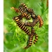 Cinnabar Moth Hipocrita jacobaeae Larvae 